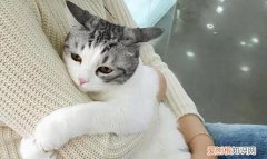 猫寸步不离主人的原因