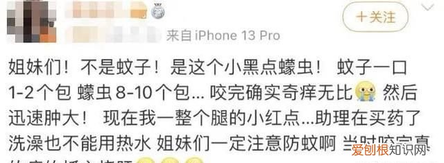 蠓虫叮咬奇痒无比怎么止痒 广东蠓虫咬人太痒了