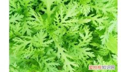 麻蒿菜的作用与功效