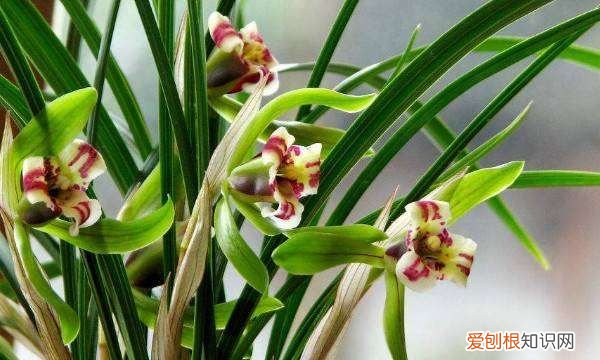 兰花怎么种植方法,兰花种植方法与技巧