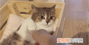 女朋友生气了怎么办哄 异地恋,奶狗男朋友生气怎么哄