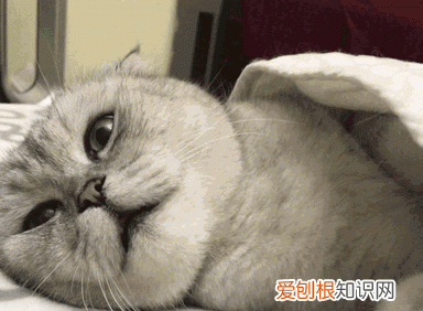 女朋友生气了怎么办哄 异地恋,奶狗男朋友生气怎么哄