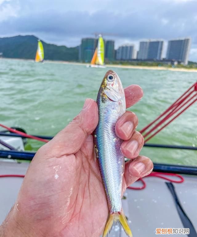 广东最值得去的小众海滩露营 广东免费海滩露营自驾游