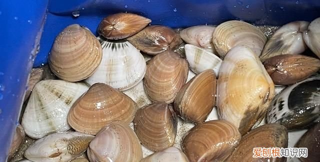 广东最值得去的小众海滩露营 广东免费海滩露营自驾游
