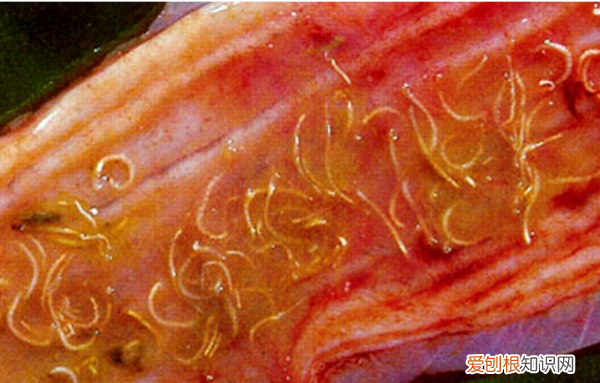 生肉怎么洗才干净，怎么洗肉才能洗干净