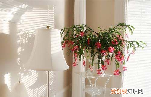 河南几月份可以种花，花什么时候可以搬出屋