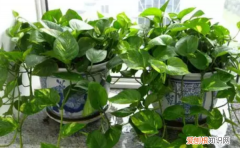 河南几月份可以种花，花什么时候可以搬出屋