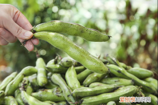 带皮蚕豆的做法大全家常菜
