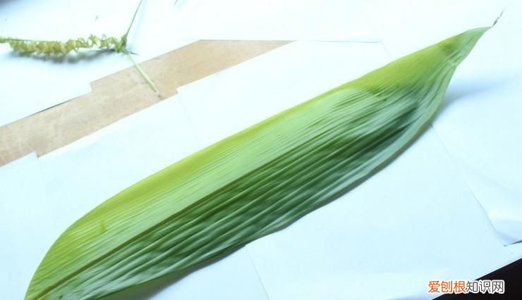 粽叶可以反复使用吗?,蒸煮锅煮粽子水可以重复使用