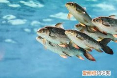 黑鱼的营养价值及功效