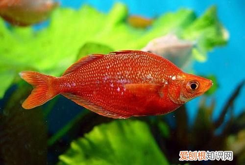 刚果美人鱼能长多大,刚果美人鱼公母辨别图片