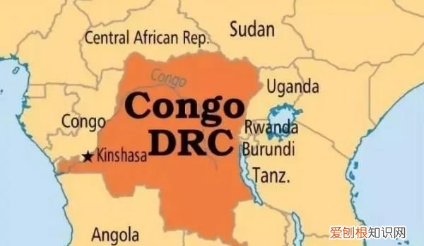 刚果美人鱼能长多大,刚果美人鱼公母辨别图片