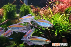 刚果美人鱼能长多大，刚果美人鱼公母辨别图片