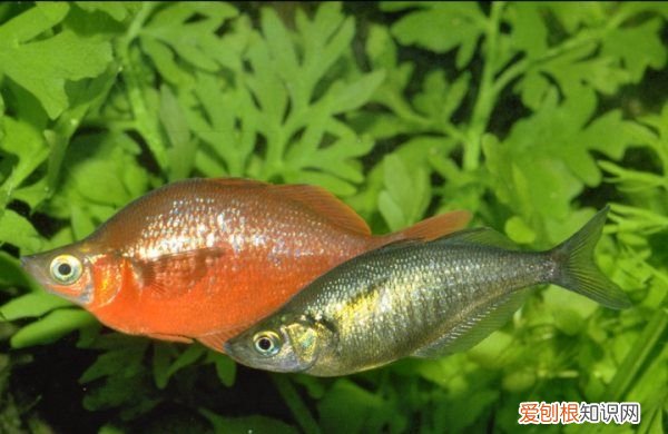 刚果美人鱼能长多大,刚果美人鱼公母辨别图片