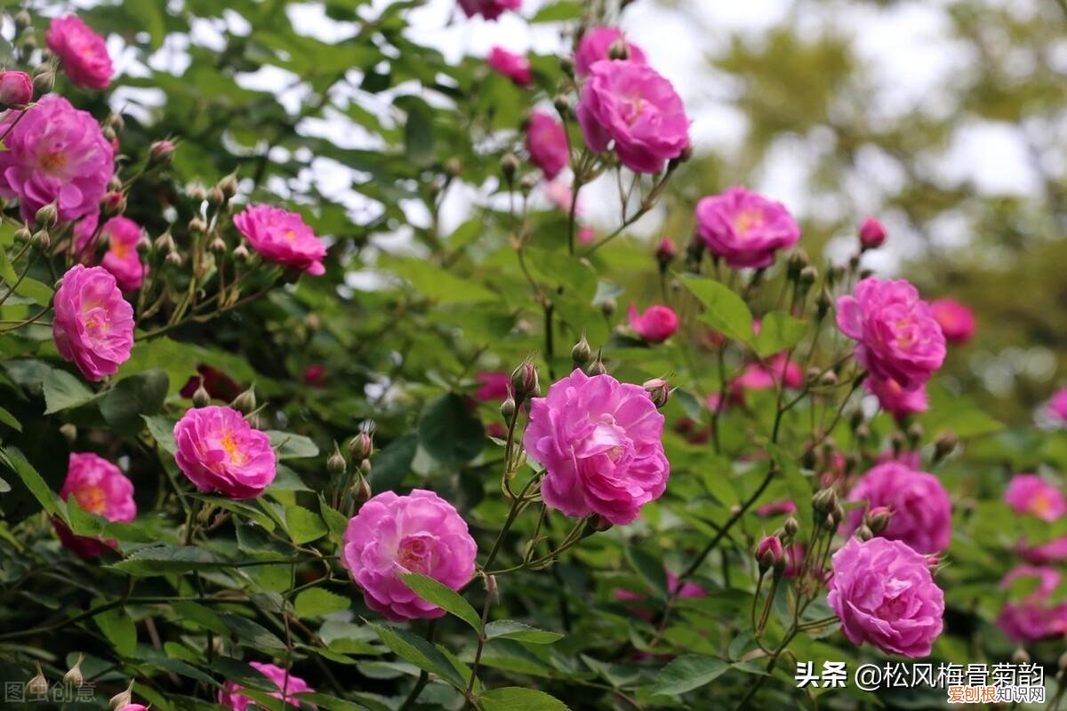 胭脂色是什么颜色