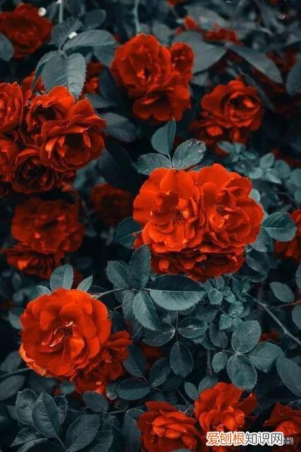 胭脂色是什么颜色