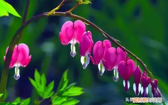 胭脂色是什么颜色