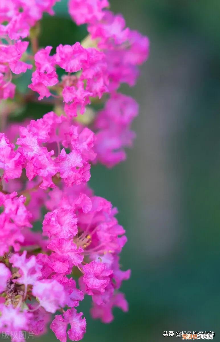 胭脂色是什么颜色