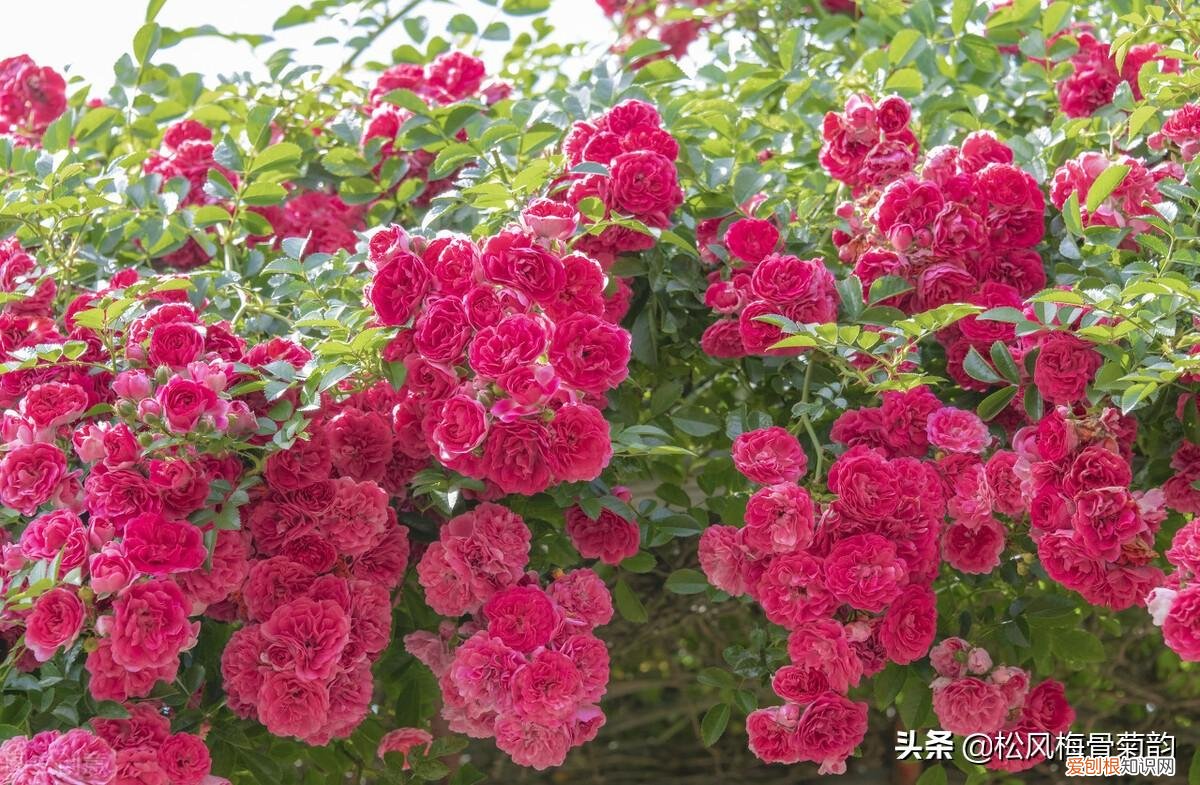 胭脂色是什么颜色