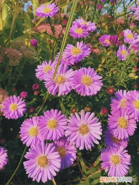 胭脂色是什么颜色