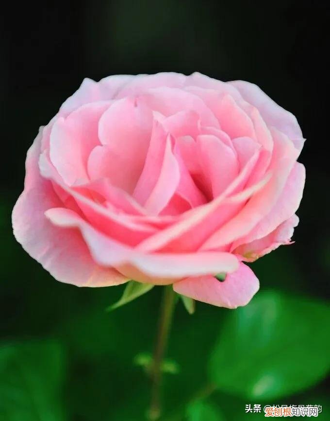 胭脂色是什么颜色