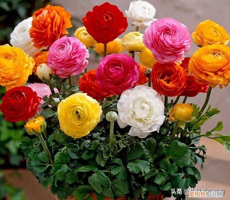 胭脂色是什么颜色