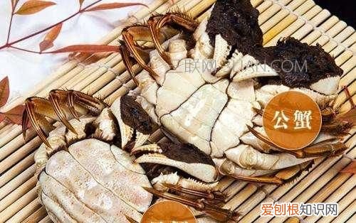 如何区分公蟹与母蟹，区分梭子蟹公母与二母蟹