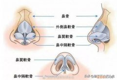 鼻头缩小手术的费用大概是多少啊