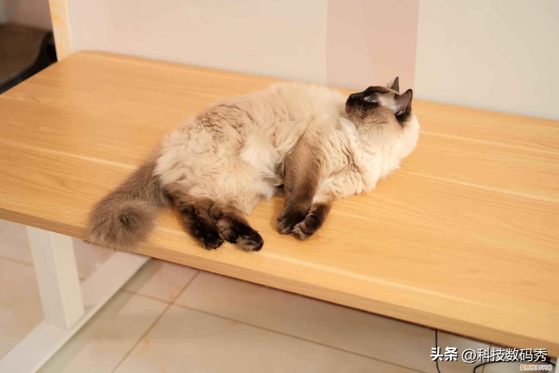 双电机就是棒，乐歌E5-N智能电动升降桌测评
