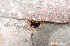 家里有小黄蚂蚁的原因，家里有微型小黄蚂蚁的原因