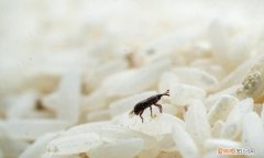 大米里生白色虫子怎么办