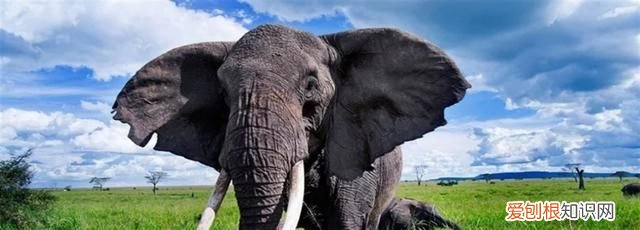大象的特征和特点是什么,小鸟猴子大象鹤的共同特点是什么