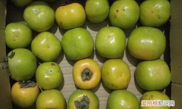 青柿子能吃吗，青柿子怎么样能快速催熟催红