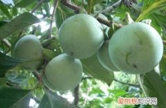 青柿子能吃吗，青柿子怎么样能快速催熟催红
