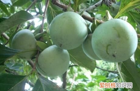 青柿子能吃吗，青柿子怎么样能快速催熟催红