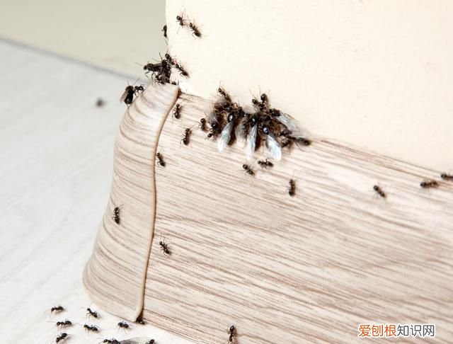 整个楼有蚂蚁怎么去除 家住一楼蚂蚁多怎么办?