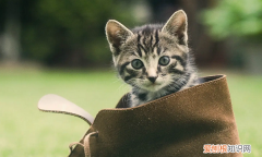 猫咪嘴巴流透明粘液怎么治