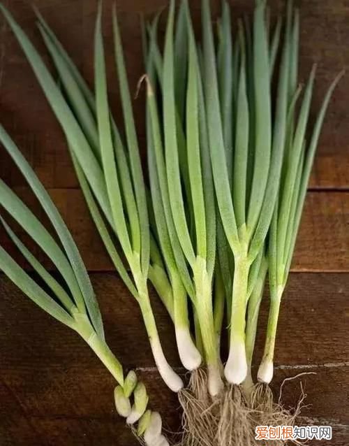 葱白是大葱还是小葱,葱白水是大葱还是小葱熬出来的水