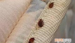 床上有书虱怎样彻底清除