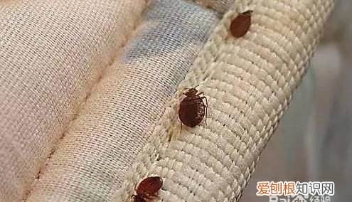 床上有书虱怎样彻底清除