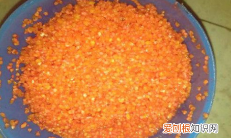 钓鲫鱼如何配窝料，钓鲫鱼用什么窝料打窝最好