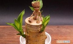 巴西木怎么种，如何养巴西木会开花