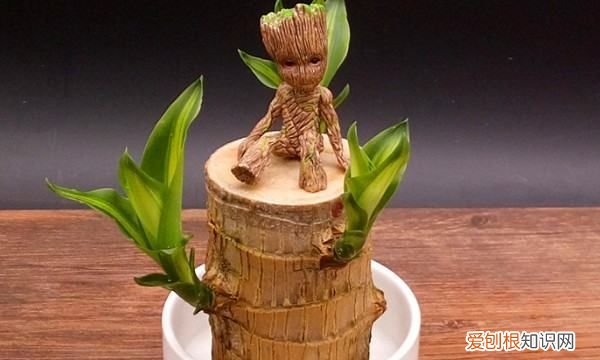 巴西木怎么种,如何养巴西木会开花