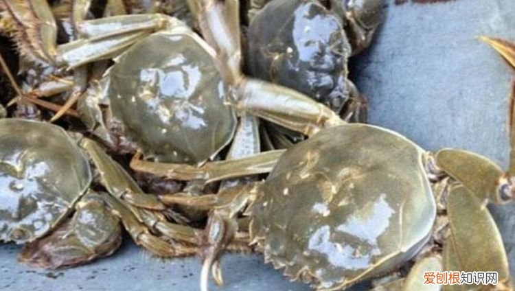 螃蟹过夜怎么放着不会死,买的螃蟹放冰箱第二天会死