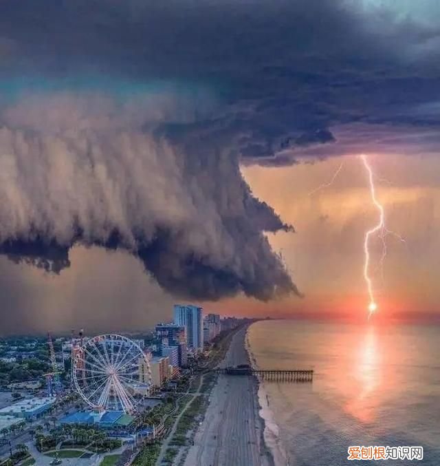 蓝鲸的心脏长什么样子