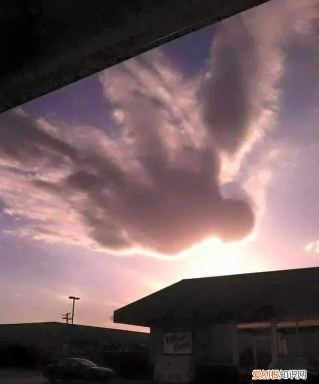 蓝鲸的心脏长什么样子