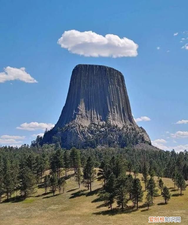 蓝鲸的心脏长什么样子