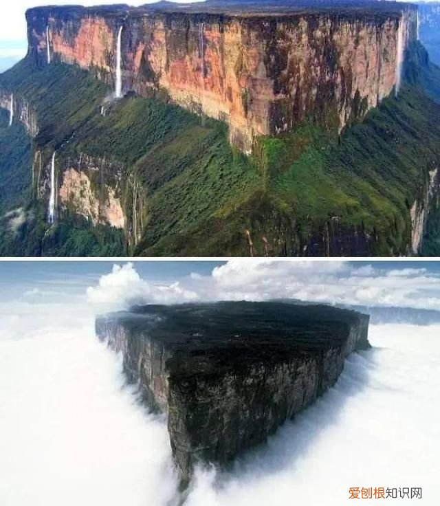 蓝鲸的心脏长什么样子