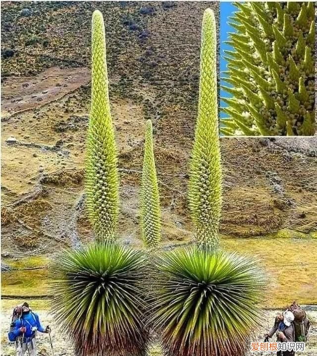 蓝鲸的心脏长什么样子