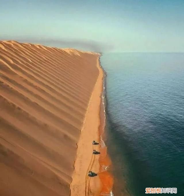 蓝鲸的心脏长什么样子